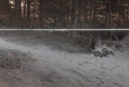 Raumlinien work forrest by Martin Hesselmeier